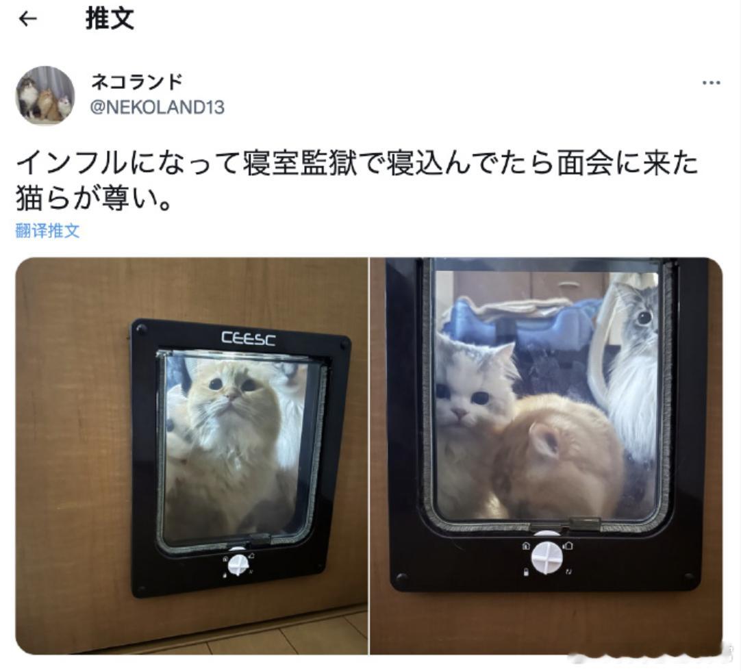 得了流感，我把自己关在卧室监狱里睡觉，然后猫猫们一直前来探监，太可爱了。​​​