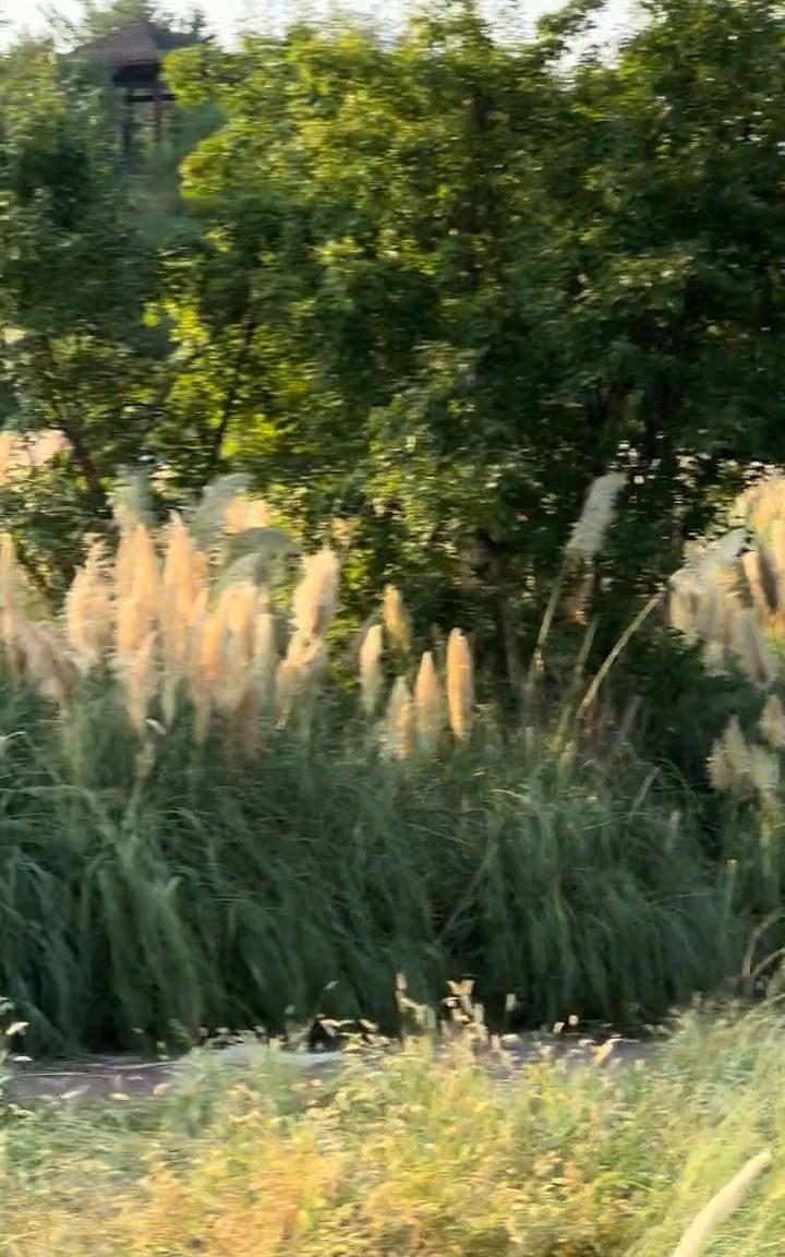 潮海湾公园芦苇成熟了，给大家看一下，好多芦苇，真的好漂亮，这个芦苇太美了。它这个