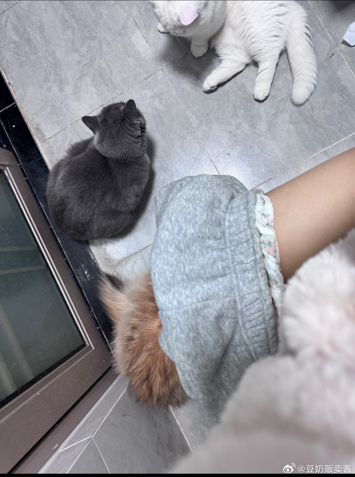 那个时候屁屁还活着（蓝猫）​​​