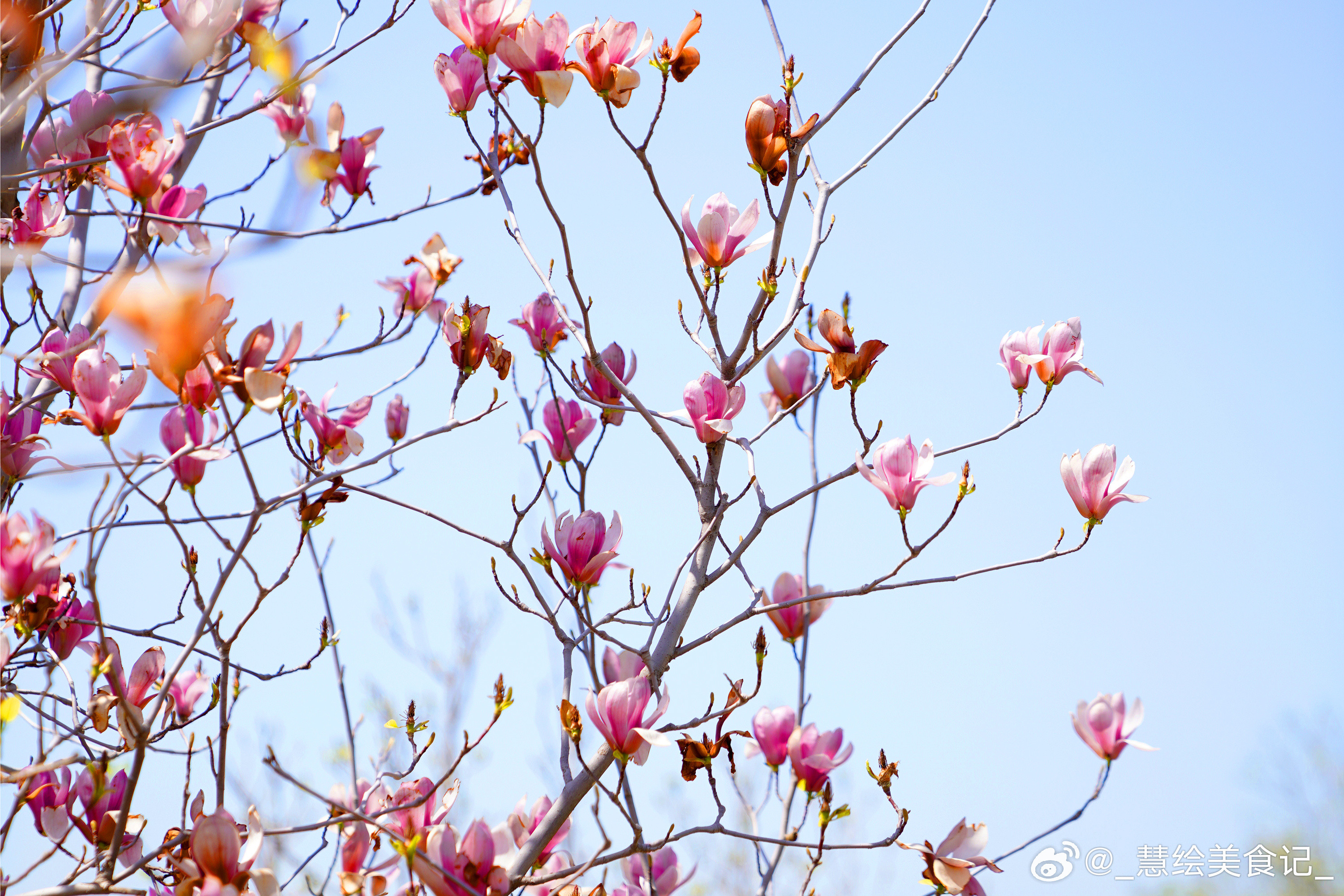 随手拍春天~出门踏青赏春🌸