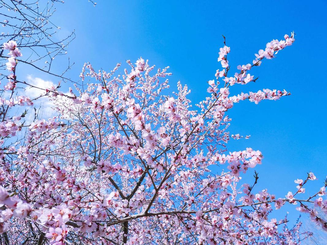 桃花盛开，春意盎然，蓝天映衬，美不胜收！🌸🌞