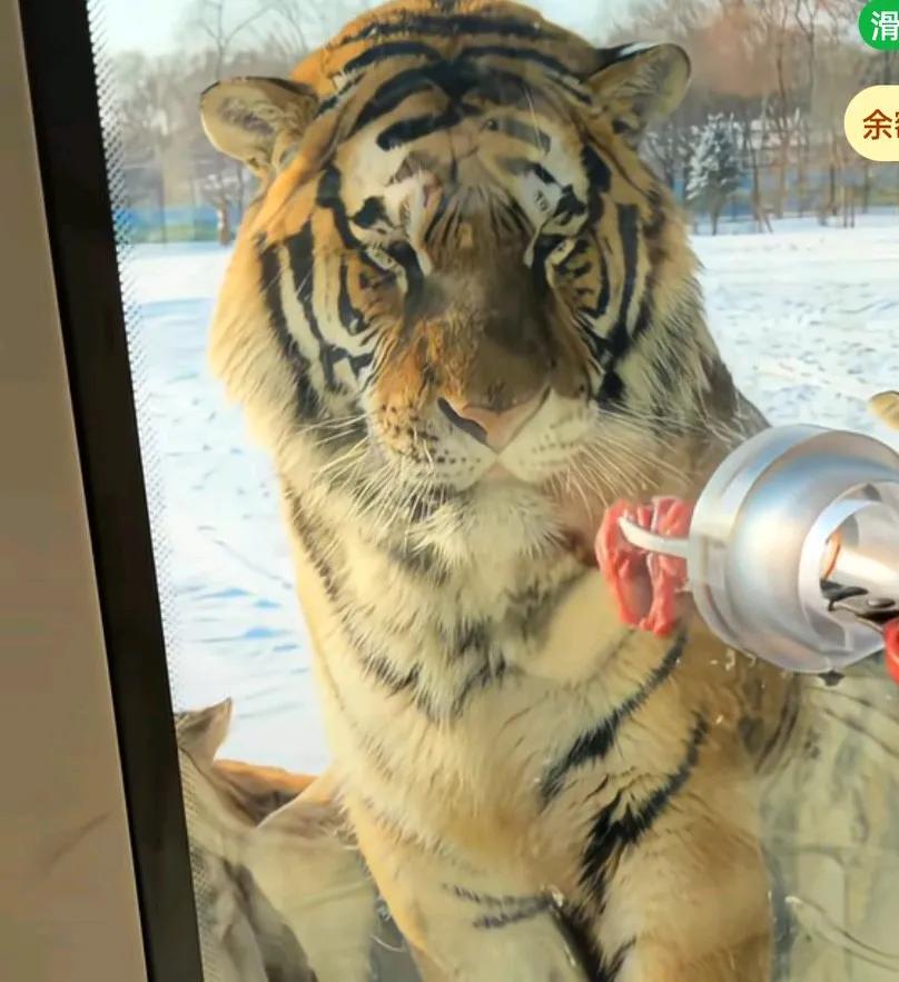 游客投喂东北虎，老虎们假装没看见，扭头看看，把头偏向了一边，最后还是同伴来解围