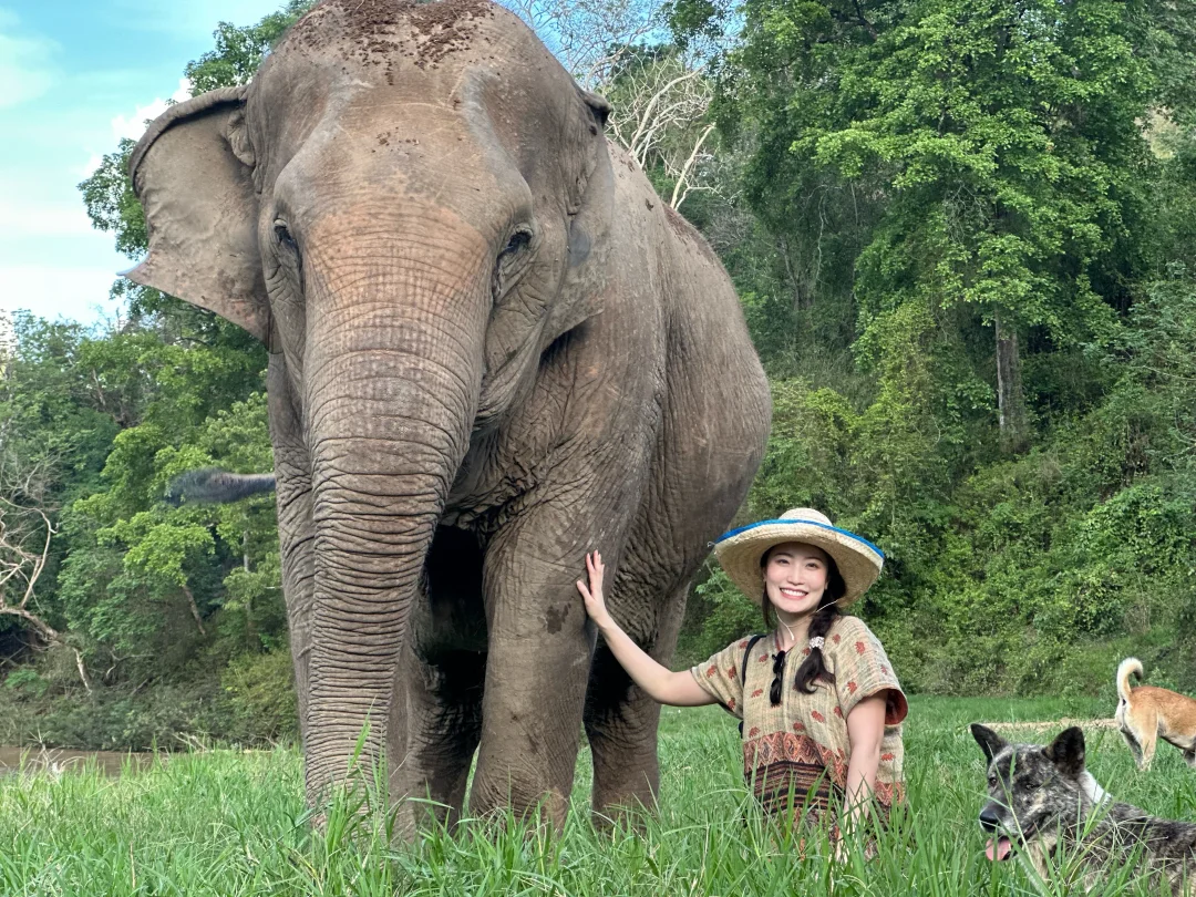 清迈｜体验感拉满的teetee大象营🐘