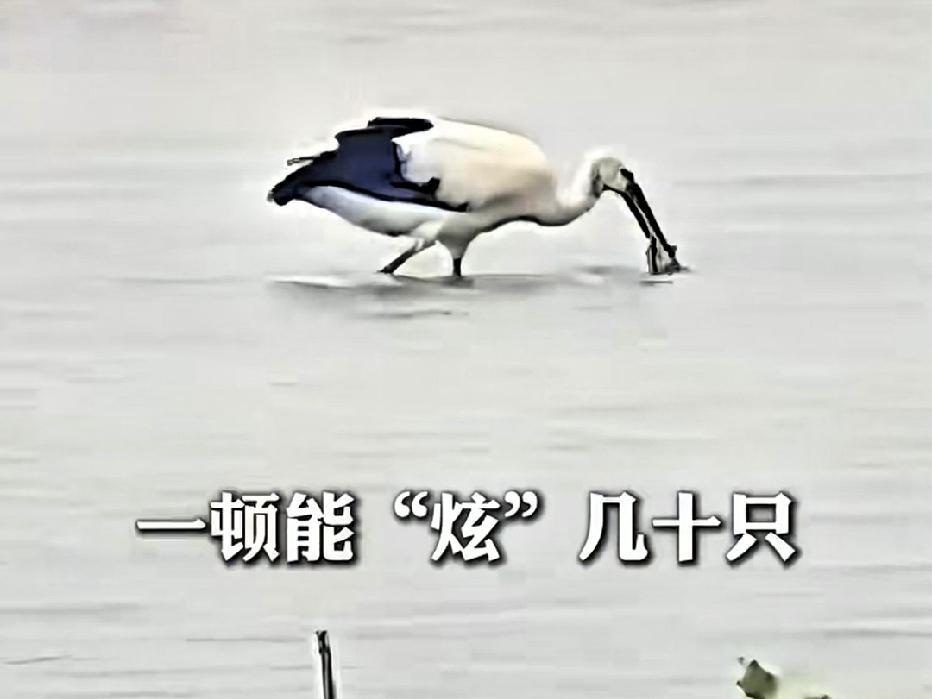 近日江苏扬州，一老板承包了4000亩蟹塘，本想大干一场，谁料迎来了一群特殊的“食