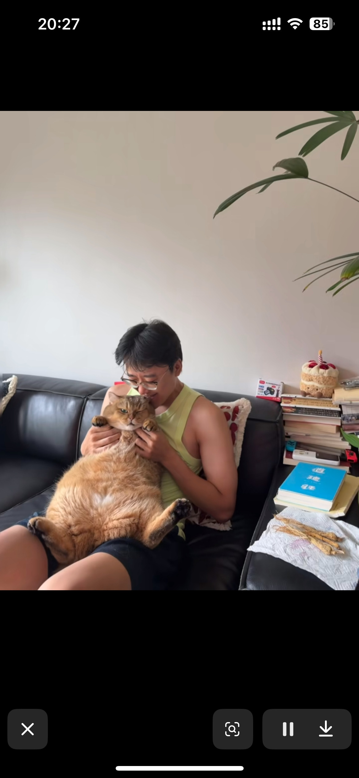 在抖刷到佳念的大肥猫震撼之…