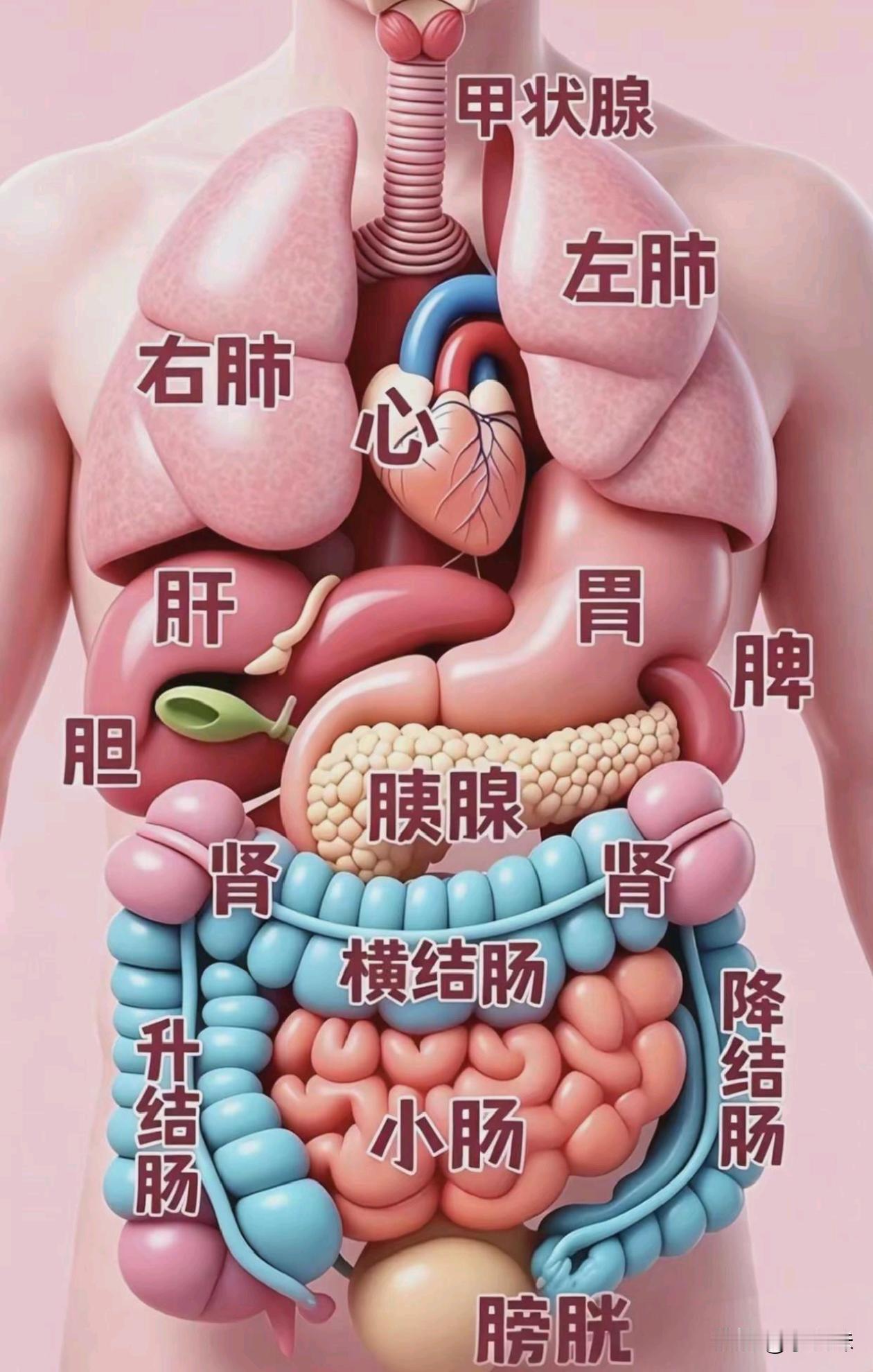 不要给身体制造压力哦