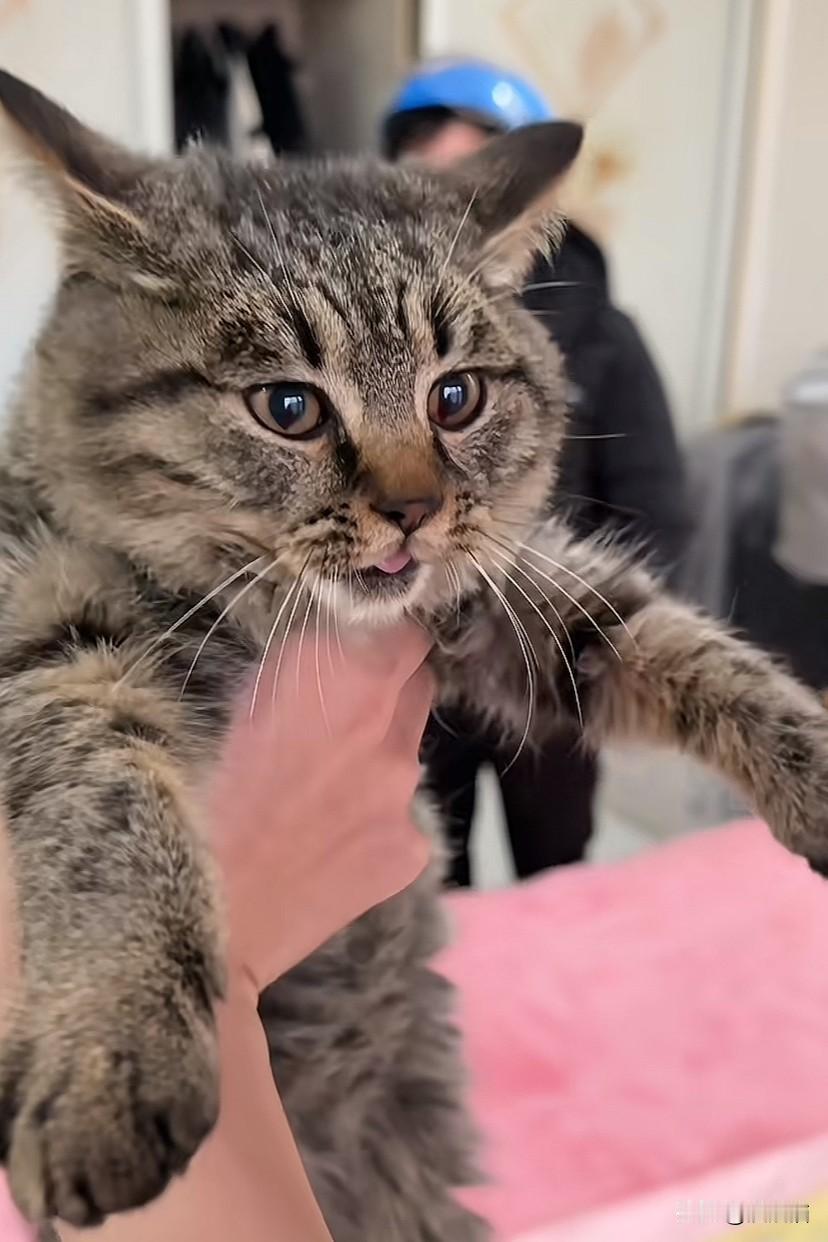 江苏南通，吴先生发现一名男子前天在朋友处领养了小猫。今天又发信息要领养吴先生另外