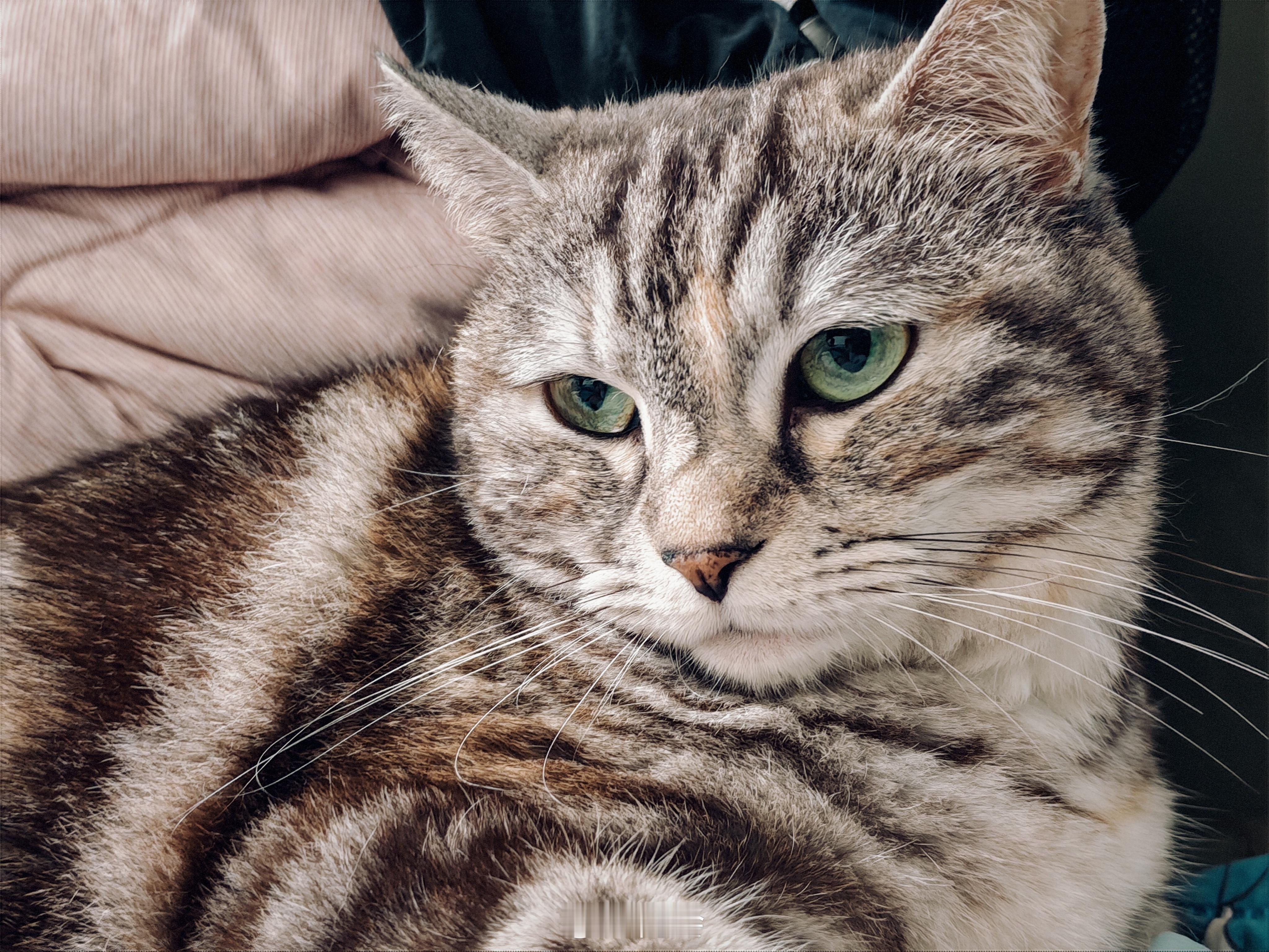 荣耀WIN拍猫猫还挺好看