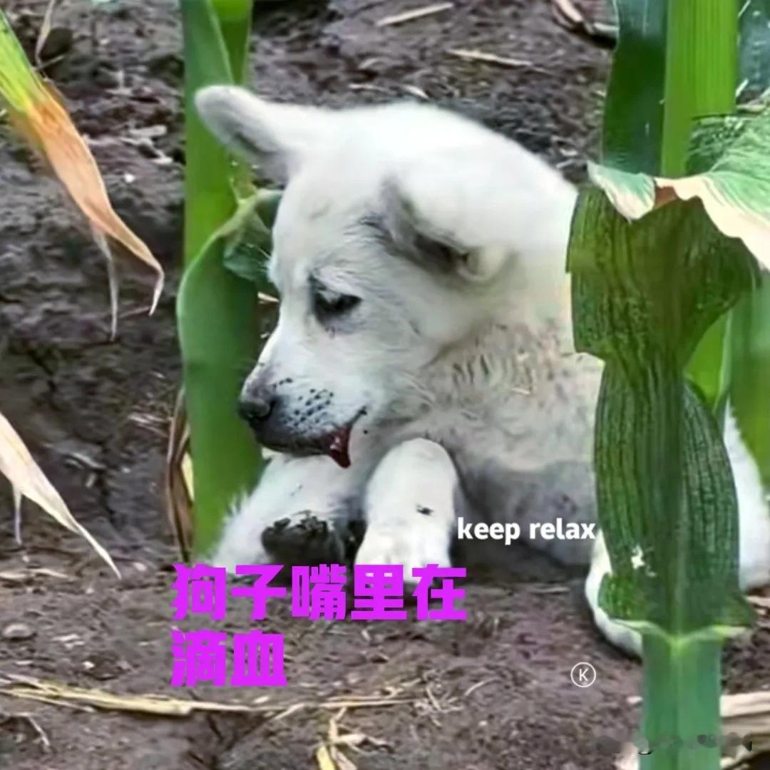 一只白色的流浪狗，跑到村民家偷吃东西，发现后被毒打了一顿。狗子悄悄跑到玉米地躲了