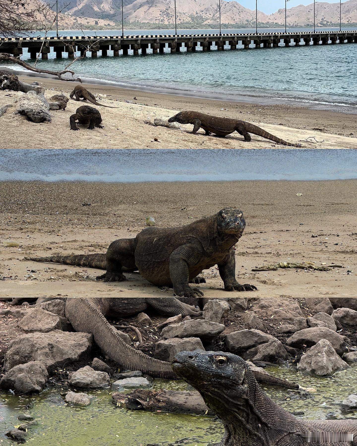 关于Komodo的一切粉色沙滩和贪吃小鹿、登顶人间塞尔达⛰️、“摸”到科莫多龙、