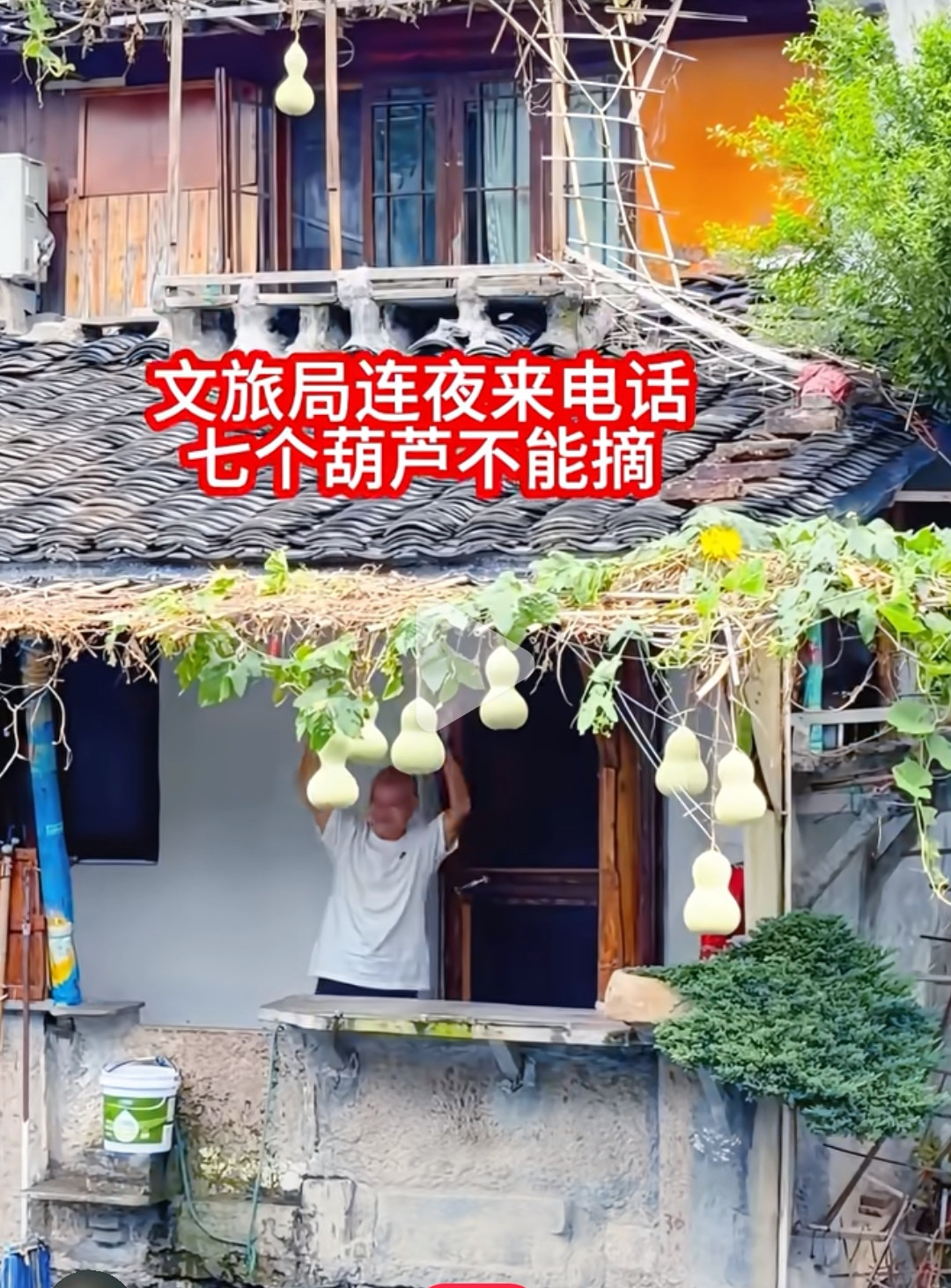 全网泪目！绍兴爷爷种出7个葫芦娃，结果最惨的竟是蛇精？最近全网被一个绍兴大爷刷屏了。75岁的陈金敖爷