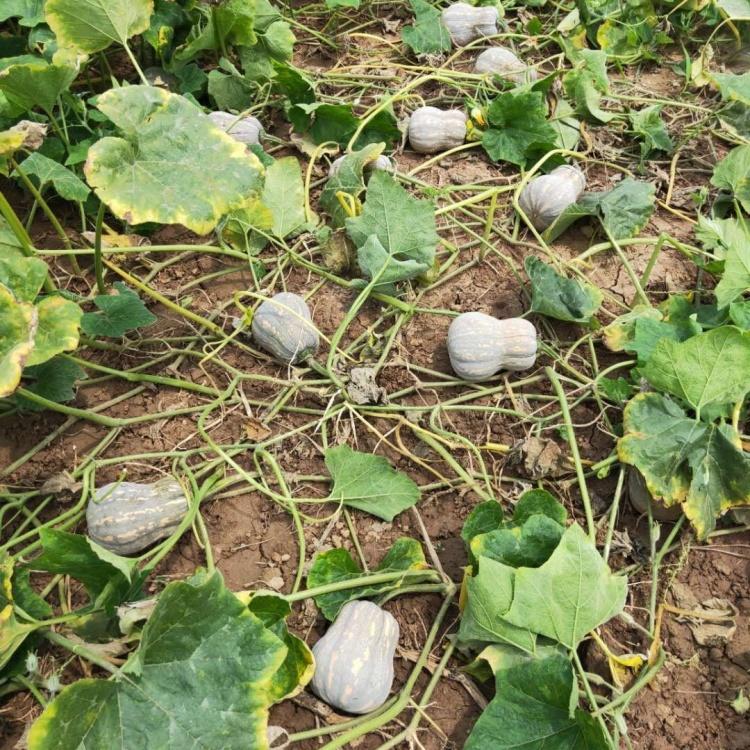 金香南瓜特征特性花生南瓜（花生型小南瓜）特征俗称花生南瓜，瓜外形像花生