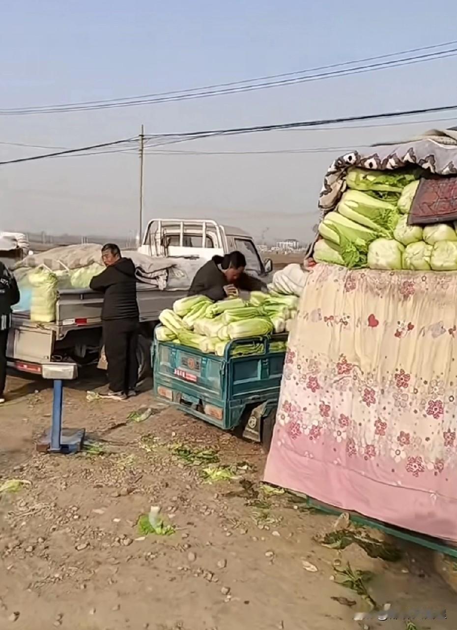 大白菜终于跌回“白菜价”了！今天是星期六，是我们这儿农村大集的日子，今天在大