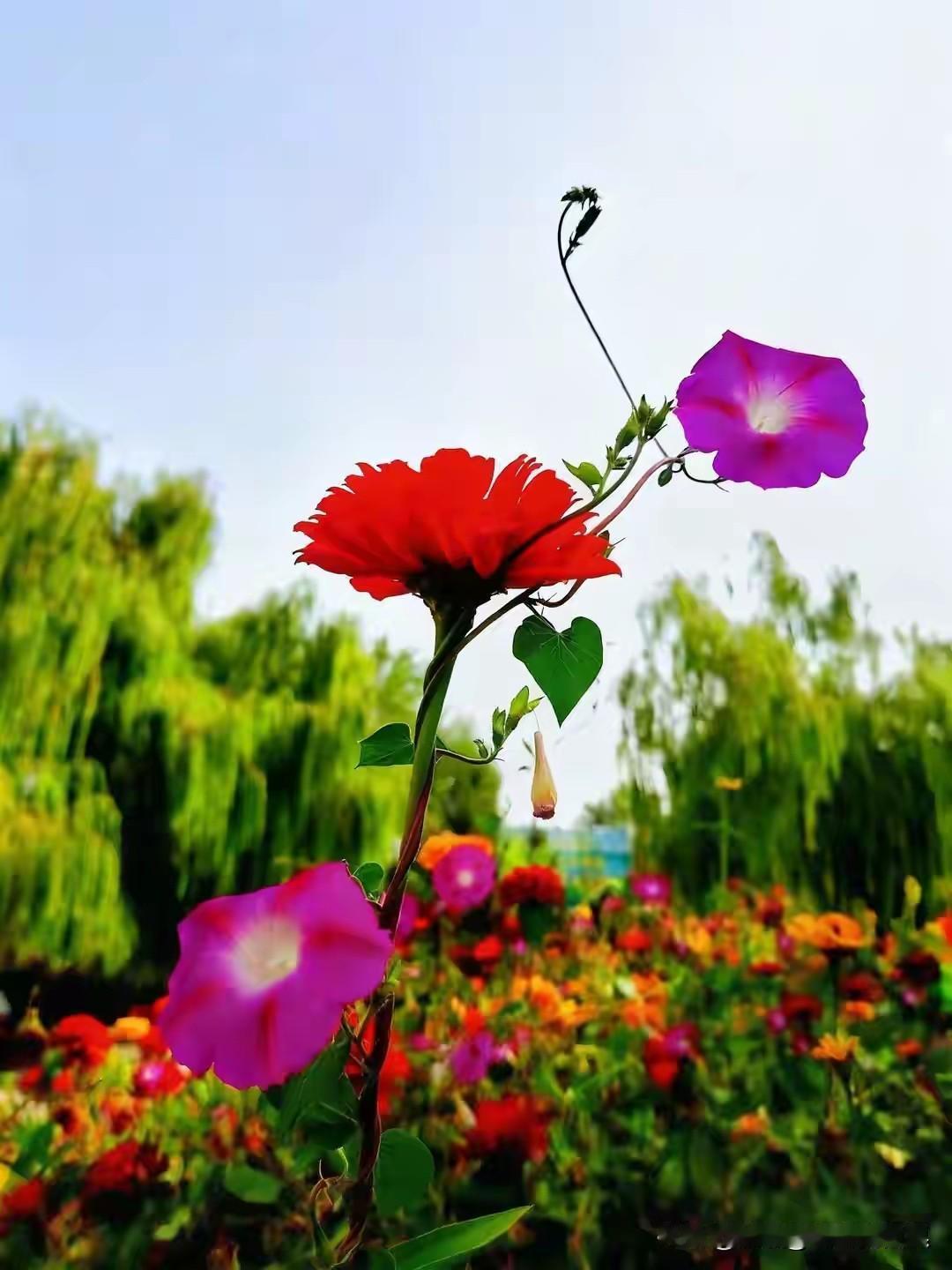 我最喜欢吃香菜