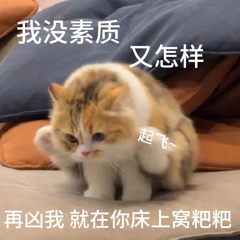 没素鸡的小猫!!!​​​