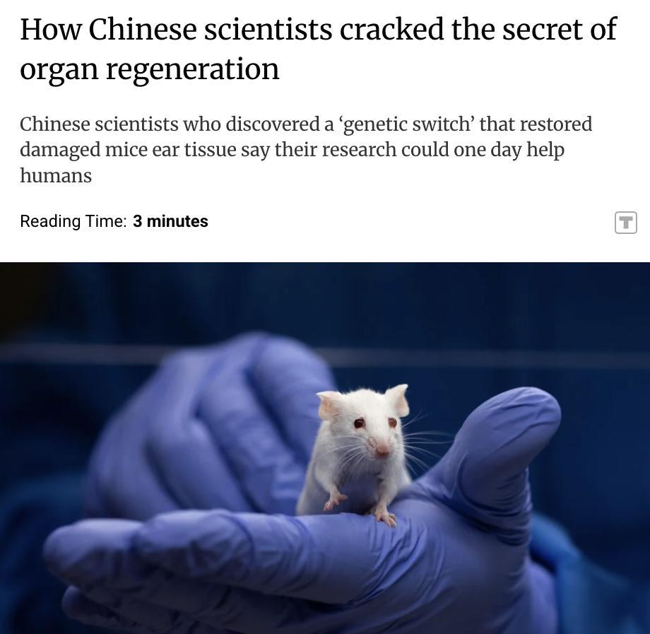 外媒：中国科学家在小鼠实验中成功修复受损外耳，证明器官再生受控于一个特定的基因“