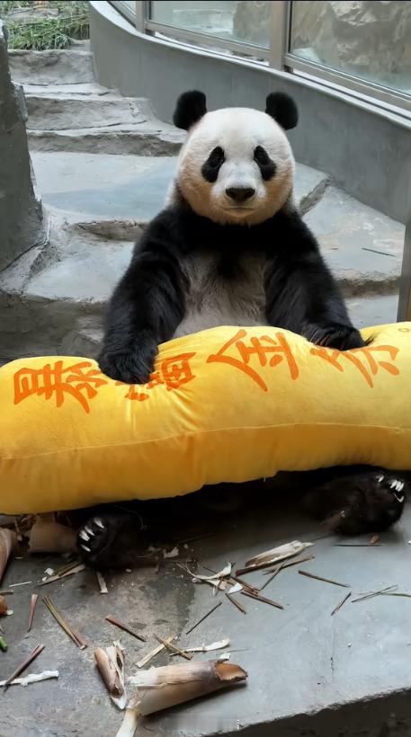 星安的一次性暴富金条！​​​