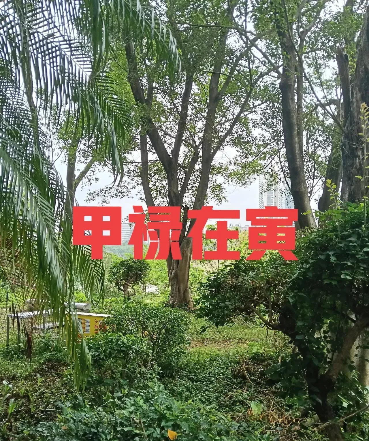 甲禄在寅是八字命理中的重要概念，指甲木的“禄神”位于地支寅中。禄神象征福气、