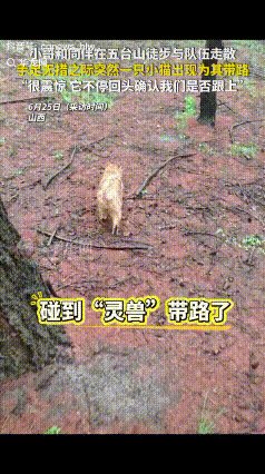 “这事儿真玄！”山西小伙和同伴在五台山徒步时突然失联，密林中没有信号，天又下雨了