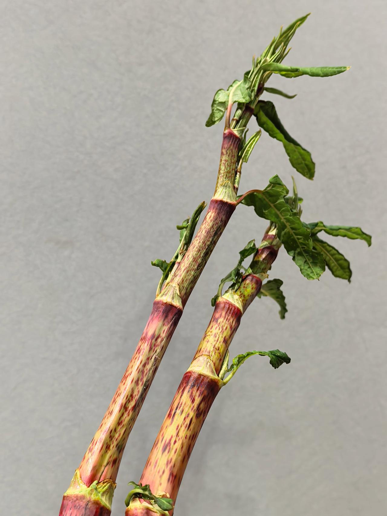 童年的味道，都在表情里。野甘蔗，虎杖，旧时物质匮乏，但凡有味无毒的，都是人类的