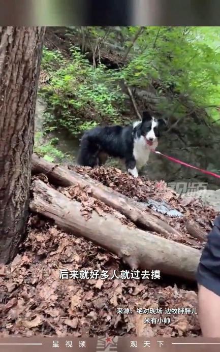 “这狗成精了！”7月15日，辽宁本溪，女子牵狗去公园玩，结果，狗围着一棵大树到处