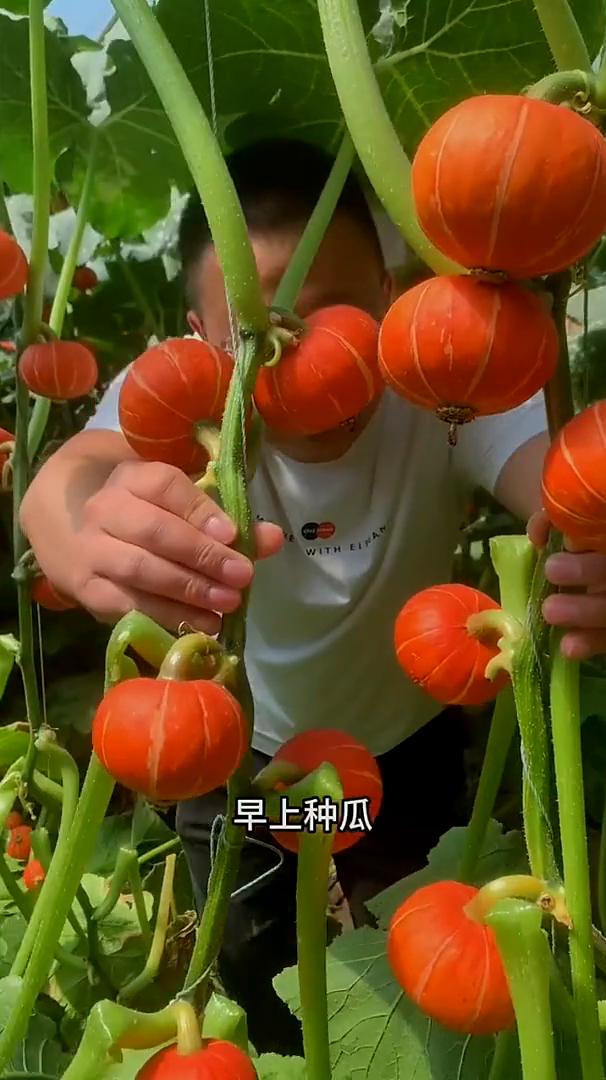 瓜类种植口诀。早上种瓜净开空花，晚上种瓜瓜用车拉。立夏不种瓜到老不开花。种瓜没