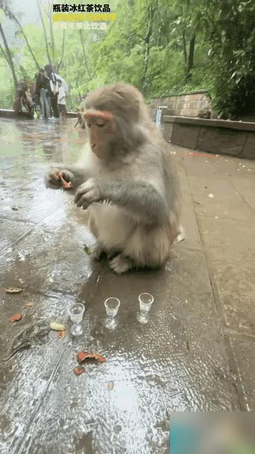 “太损了！”男子听说贵州山上的猴子喜欢抢东西，于是他也想去看看，想着要是有猴子敢