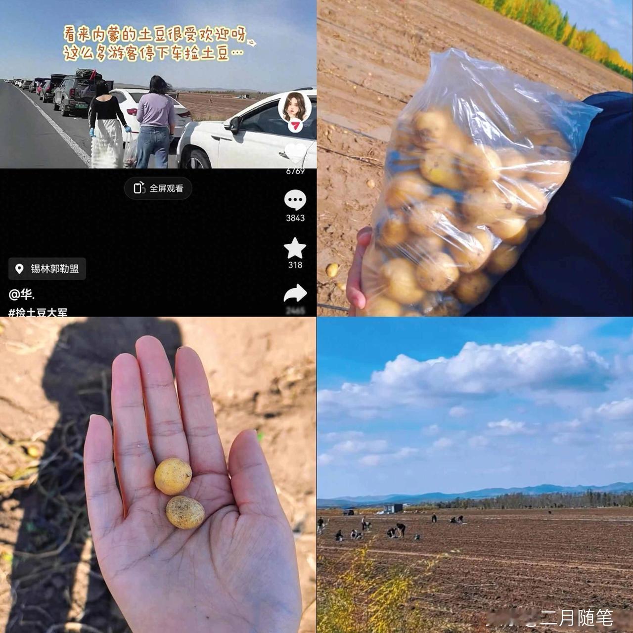 根本停不下来！数十辆车内蒙古国道旁排长龙，外省游客纷纷下地捡土豆！内蒙古国
