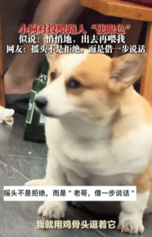 “太有灵性了！”四川，男子在餐馆吃饭时，突然看到一只柯基死死盯着他，他玩心大起，
