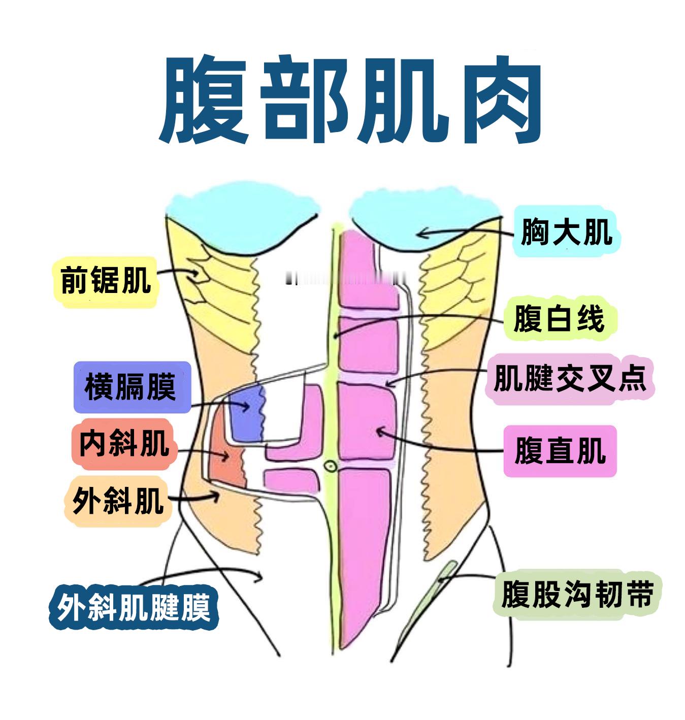 每天学会1个康复知识一张图来认识你的腹部肌肉，不要再哐哐只练腹肌了朋友们[并不