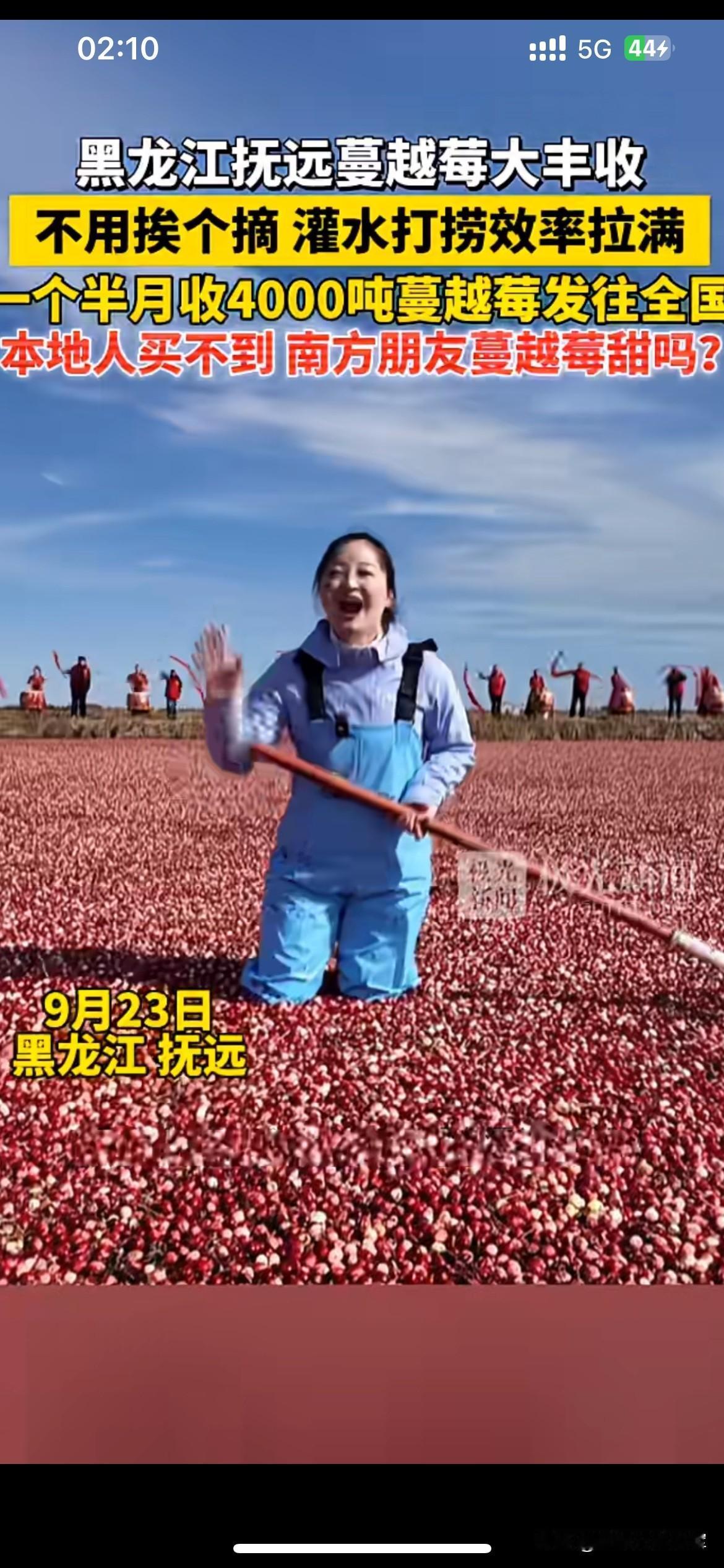 蔓越莓采收场面太震撼，本地人反倒难买到鲜果黑龙江抚远的蔓越莓迎来大丰收，采收