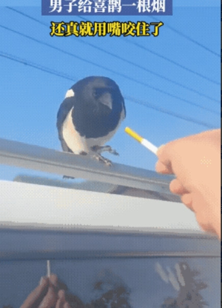 太有灵性了！5月28日，辽宁一婚车正在路边停靠，突然一只喜鹊落车顶上，男子看见后