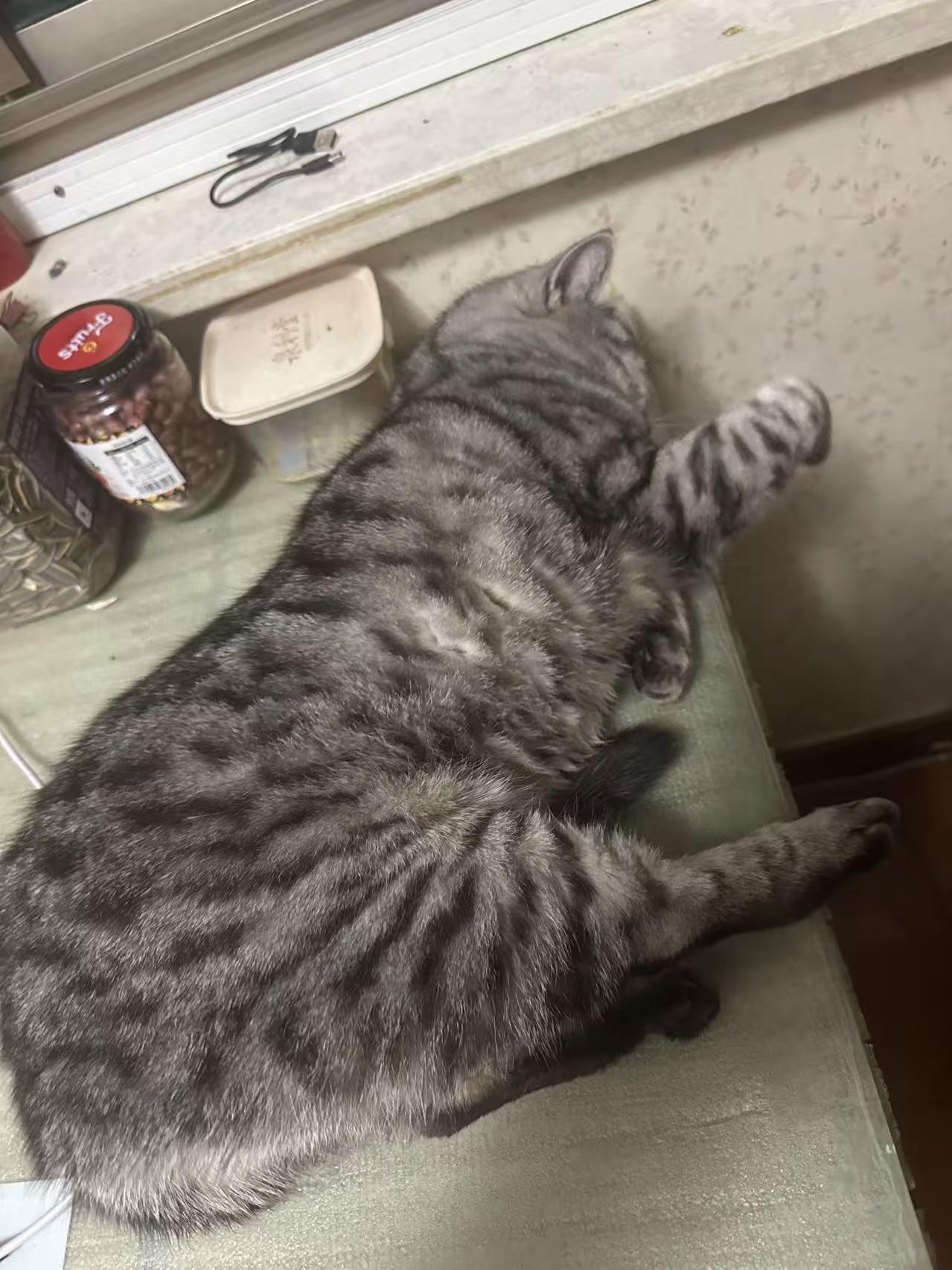 晒猫睡姿大挑战！我家猫不仅敢睡，还拉着狗子当陪睡搭子我先来晒我家“睡神主子”