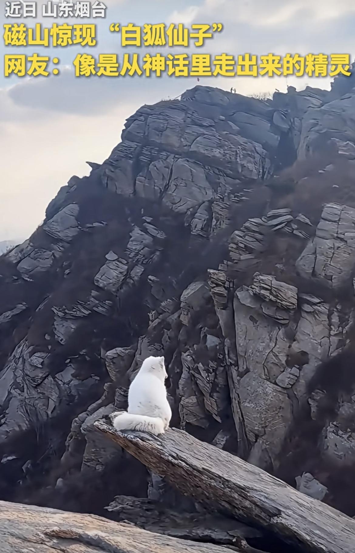 烟台磁山，游客惊奇地发现，山上居然出现一只通体雪白的狐狸，央媒称其“白狐仙子”，