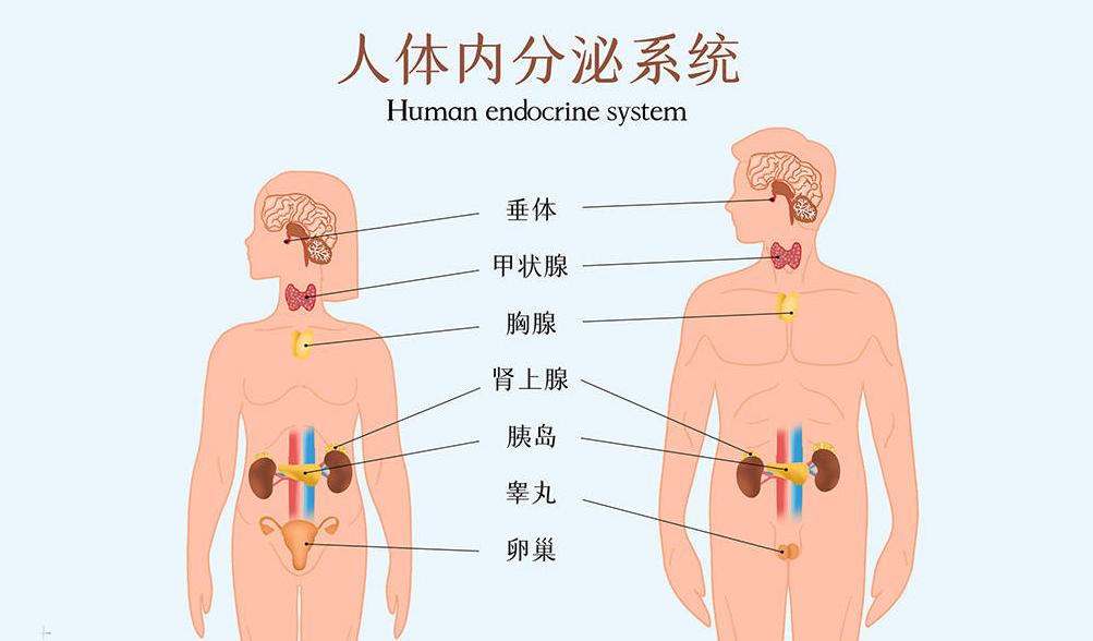 别把“内分泌失调"不当回事!这4个原因，很多人不知道!月经乱了，说内分泌失调