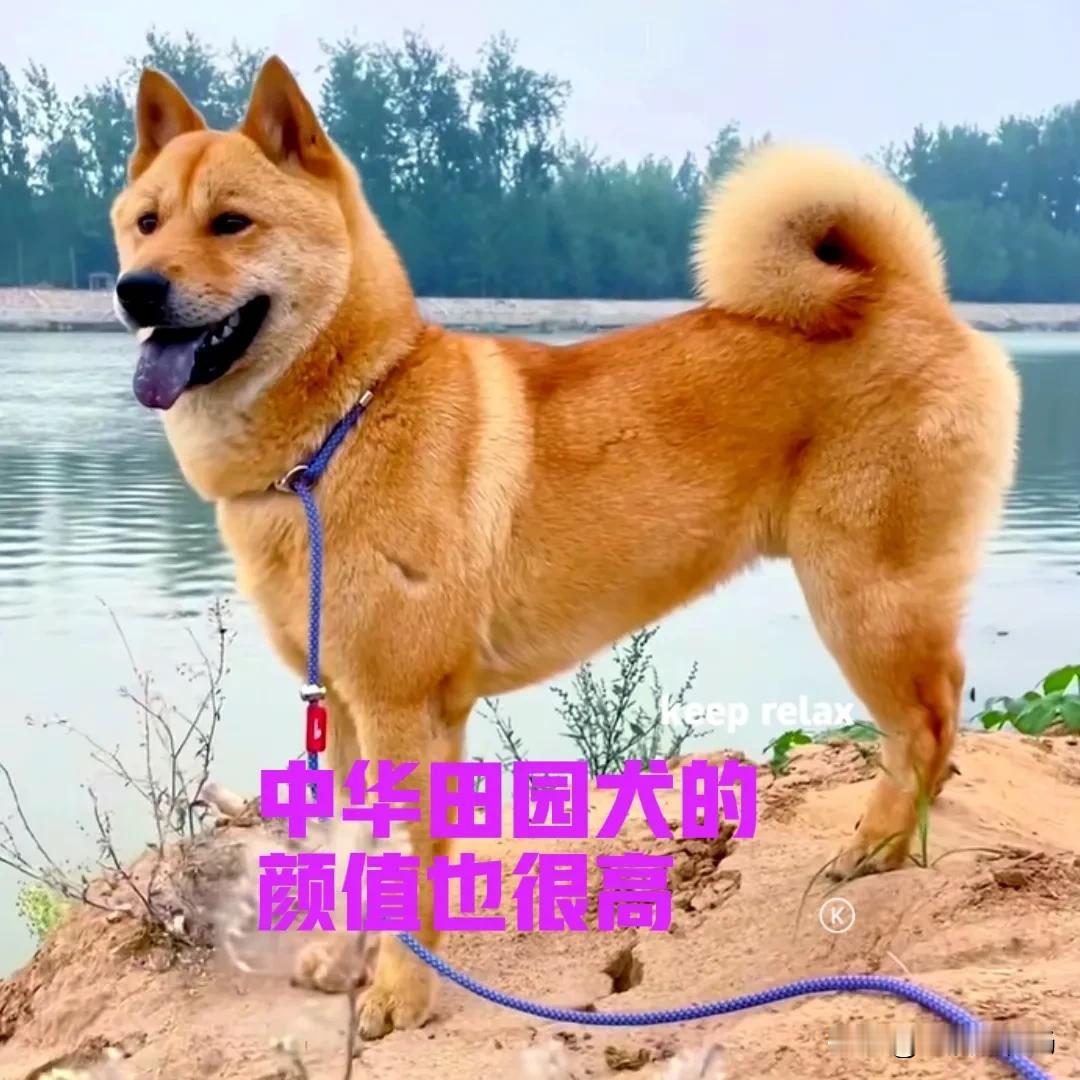 我家的大黄，已经一岁多了，要颜值有颜值，要身材有身材。每次带大黄出去遛弯，回头率