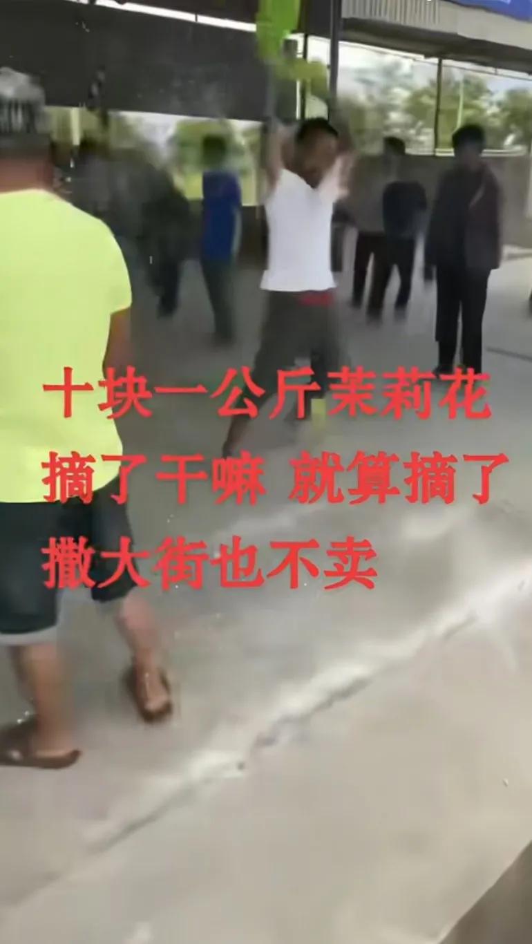 十块一公斤茉莉花摘了干嘛，就算摘了撒大街也不卖，看花农多老板就使劲压价最喜欢喝