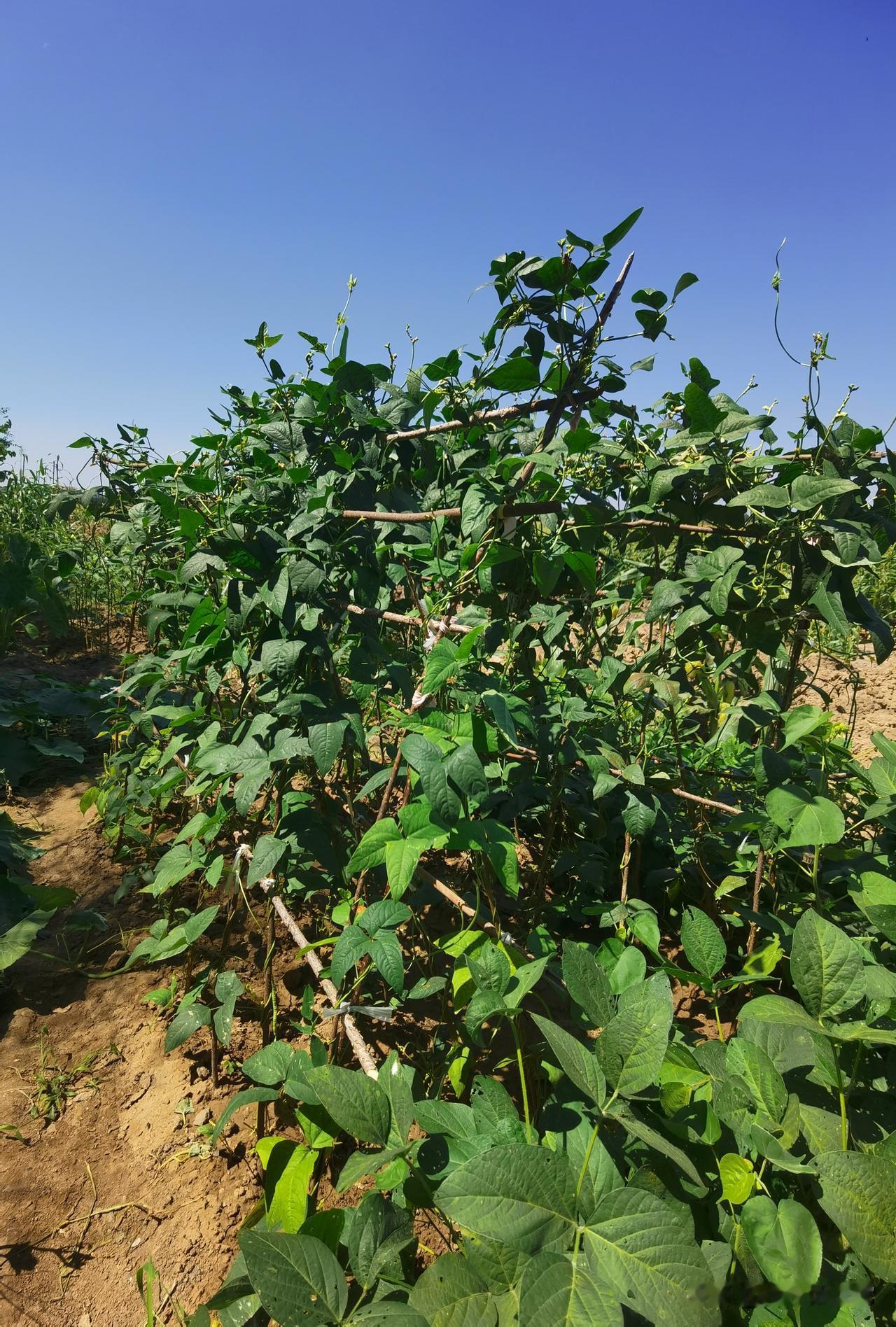 豇豆摘完一茬就少结荚？原来是秧苗需要休养不少农户纳闷自家豇豆开满花，摘完头茬
