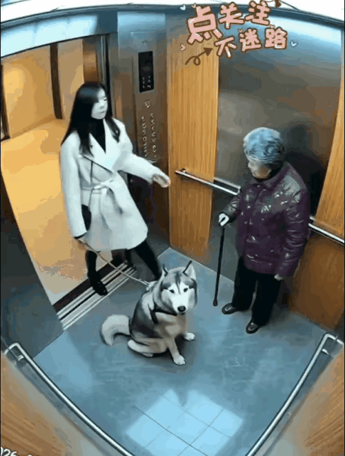 白衣女子牵着大型犬进入电梯后，用手推搡大妈的脸，拄着拐杖的大妈十分无奈，不知道说