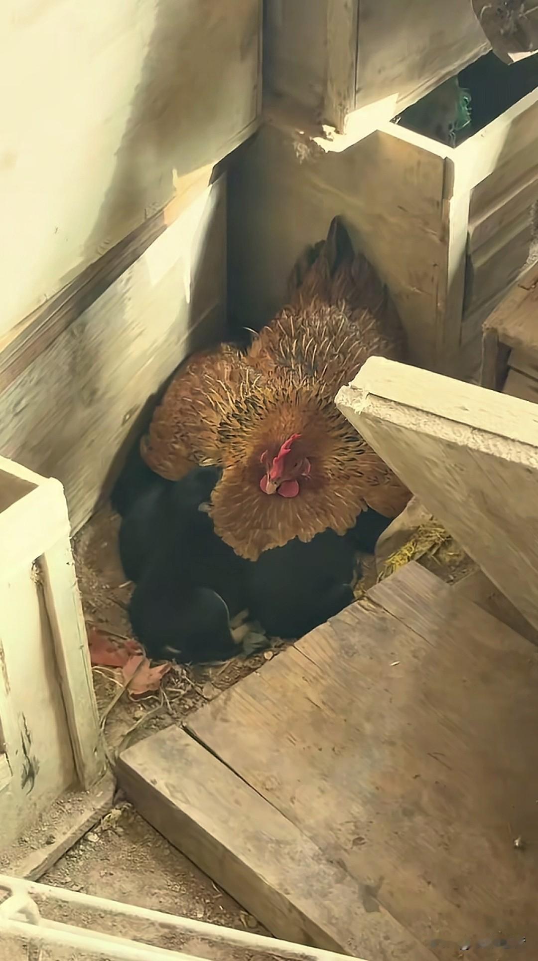 “笑不活了！”海南，一女子在自家院子里撞见离谱的一幕：自家的母鸡放着两只小鸡崽不