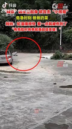 惊魂3秒！广东爸爸菜篮子砸退眼镜蛇救子，网友：这波操作封神了！