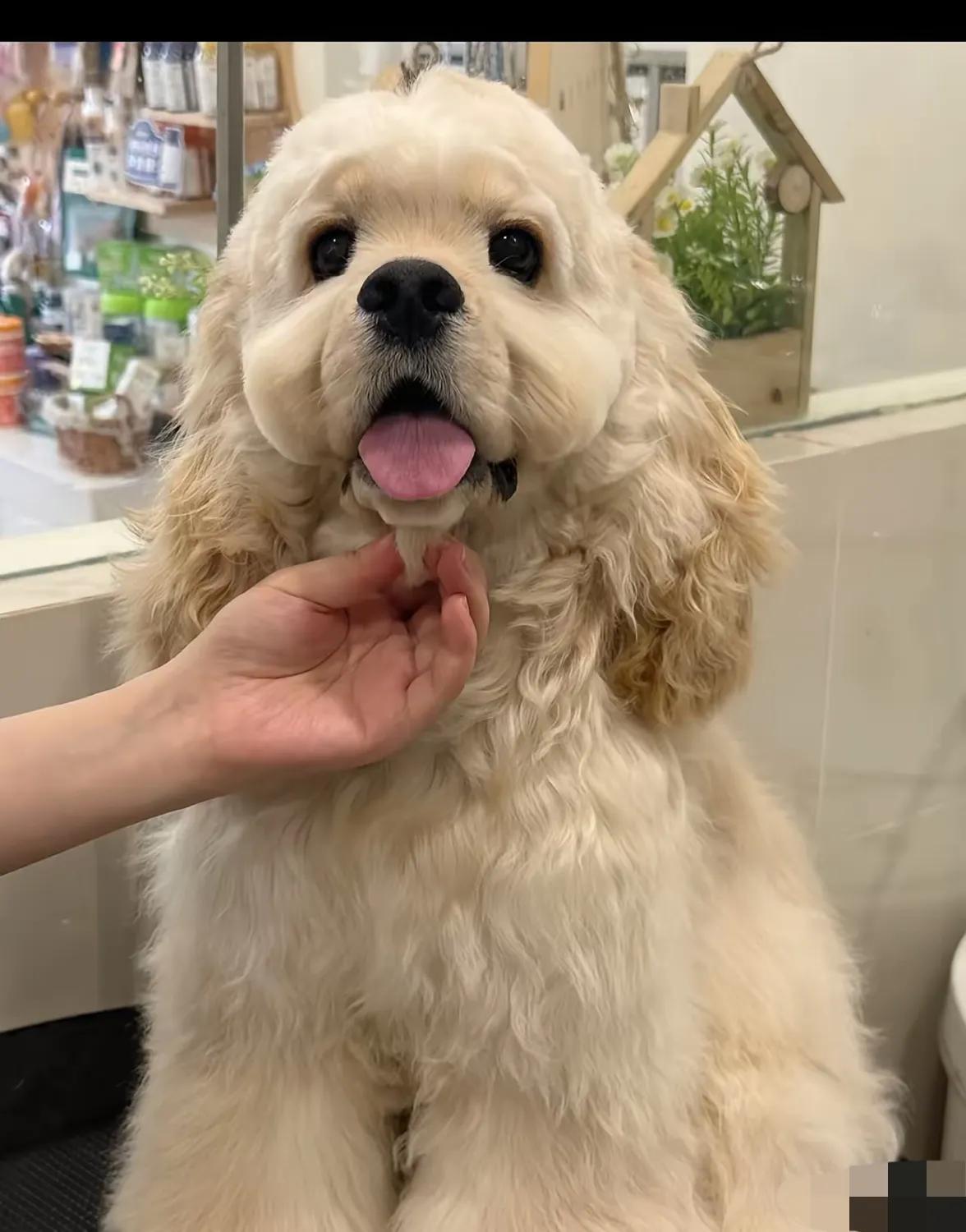 买海鲜逃单，抱走摊主12800的小狗，被报警后拉黑民警！秦皇岛这位红衣女士，真是