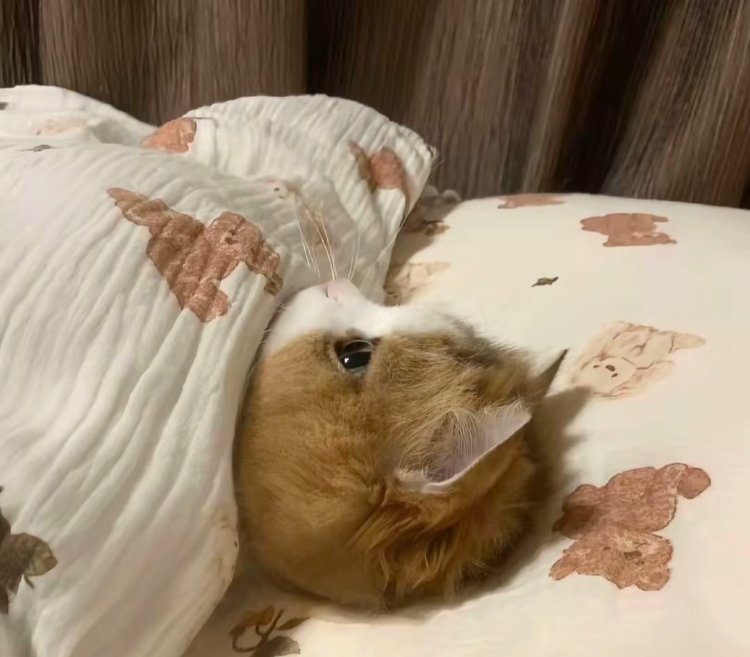 小猫咪的任务就是睡大觉今日份可爱请查收