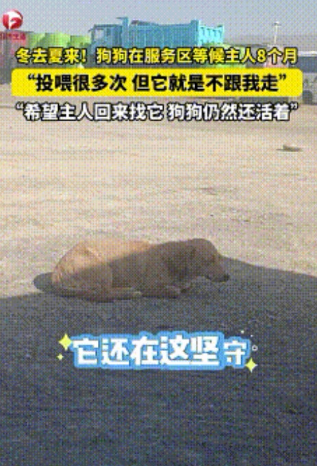 泪目了！新疆，38度的高温下，一只狗静静趴在服务区的红色柱子下，据男子所说，它已