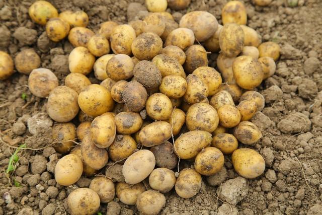 专家表示：土豆含有丰富的膳食纤维，升糖速度比你想象的慢很多。当你听到“土豆”