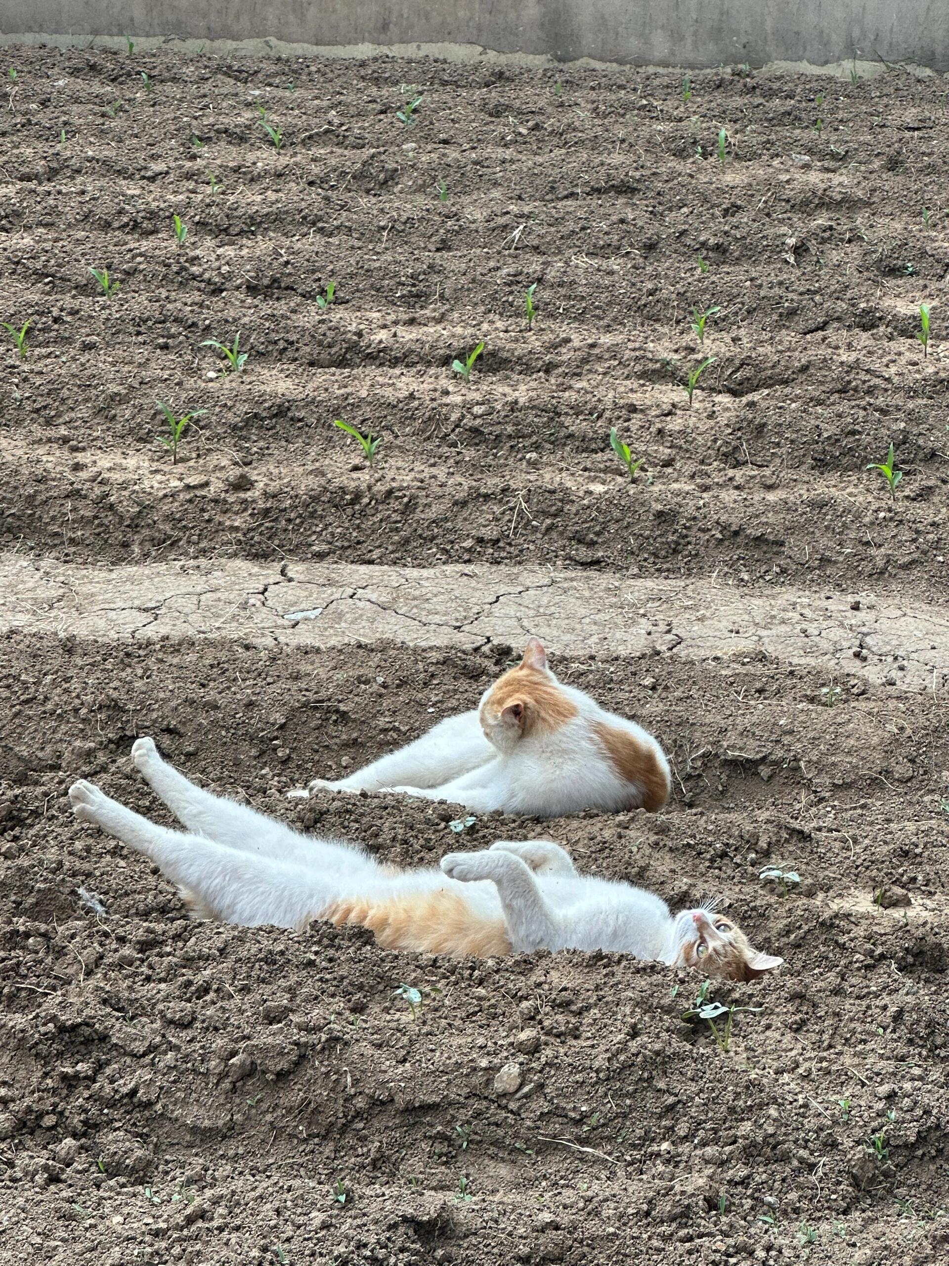 种猫得猫，猫猫无限∞​​​