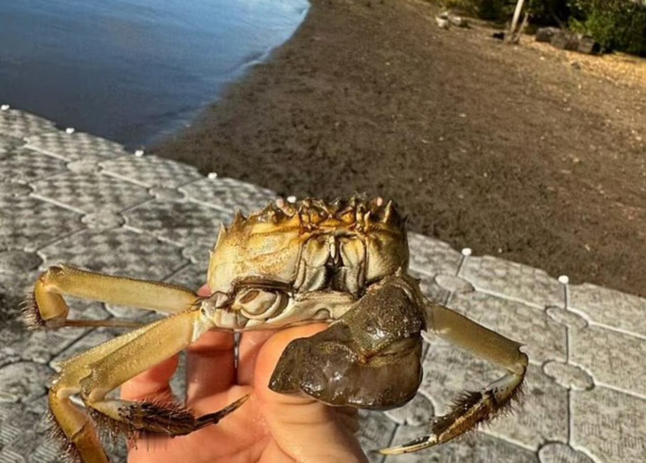 一只大闸蟹引发美国一州恐慌一只在中国餐桌上备受追捧的大闸蟹，最近让美国俄勒冈