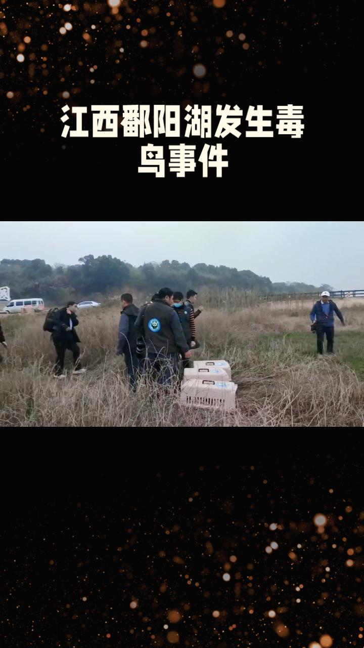 江西鄱阳湖湿地近日发生一起令人震惊的毒鸟事件，三名嫌疑人已被警方抓获，但为何候鸟