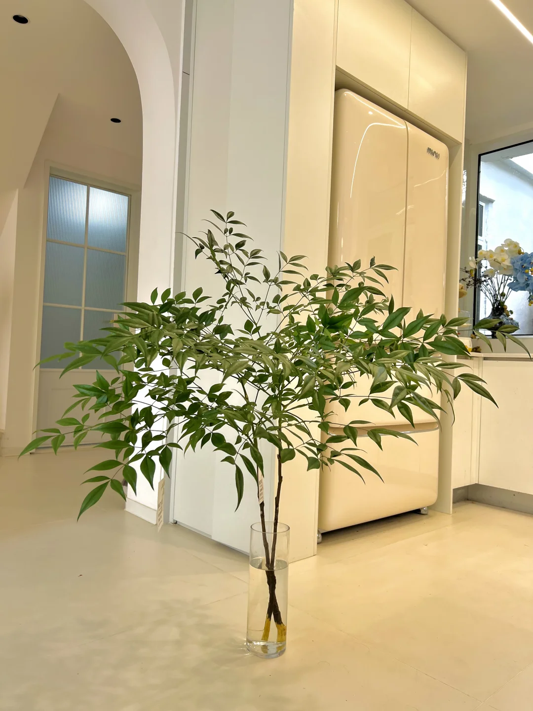 谁懂啊！在家里养颗小树🌿也太有氛围感了