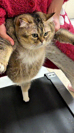 注意看！这只小猫咪因为平时太懒不爱动，硬生生把自己吃成了个圆滚滚的小胖子。小姐姐